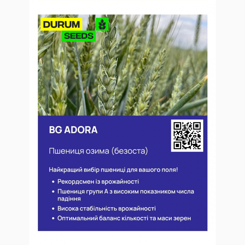 Фото 2. Насіння пшениці 2024 (Оригінатор - Biogranum, Сербія), Durum Seeds