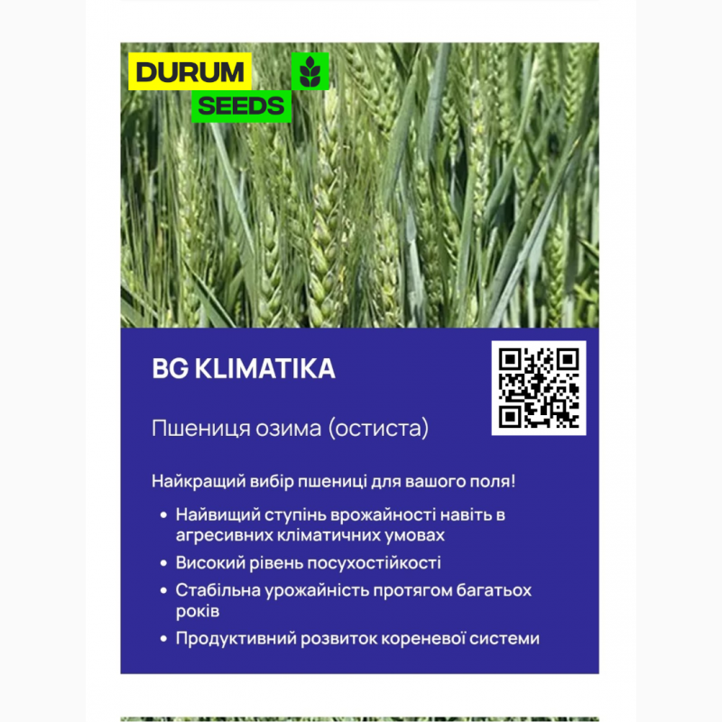 Фото 3. Насіння пшениці 2024 (Оригінатор - Biogranum, Сербія), Durum Seeds