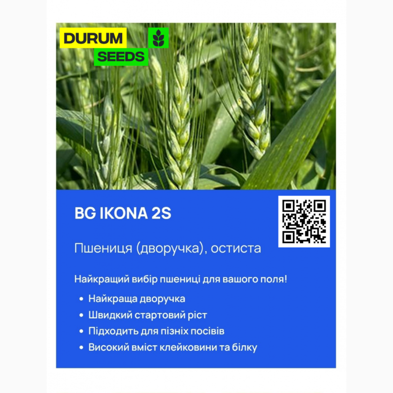 Фото 5. Насіння пшениці Durum Seeds - Оригінатор - Biogranum ( Сербія )