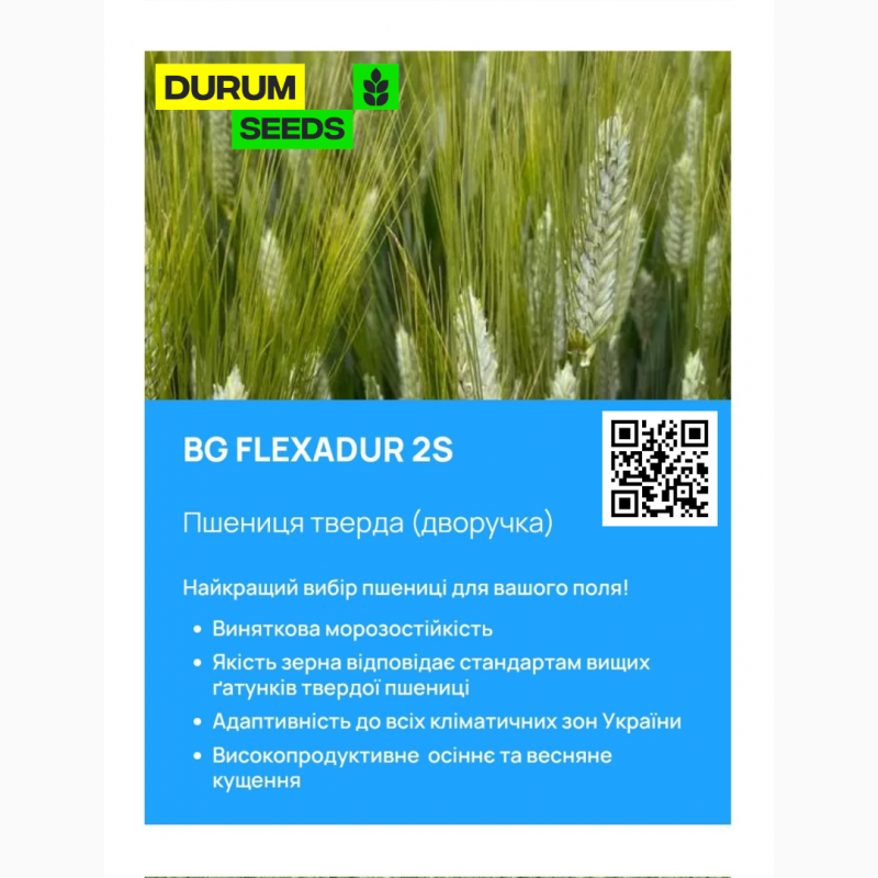 Фото 8. Насіння пшениці Durum Seeds - Оригінатор - Biogranum ( Сербія )
