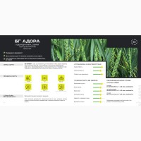 Насіння пшениці BG Adora ( БГ Адора ) озима, безоста - Durum Seeds