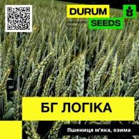 Насіння пшениці BG Logika ( БГ Логіка ) озима, безоста - Durum Seeds