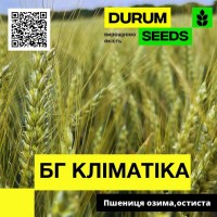 Насіння пшениці BG Klimatika ( БГ Кліматіка ) озима, остиста - Durum Seeds