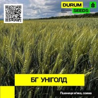 Насіння пшениці BG Unigold ( БГ Уніголд ) озима, остиста - Durum Seeds