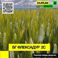 Насіння пшениці BG Flexadur 2S ( БГ Флексадур 2С ) дворучка, тверда - Durum Seeds