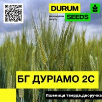 Насіння пшениці BG Duriamo 2S ( БГ Дуріамо 2С ) дворучка, тверда - Durum Seeds