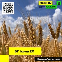 Насіння пшениці BG Ikona 2S ( БГ Икона 2С ) дворучка, остиста - Durum Seeds