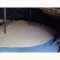 Продам кукурудзу експортної якості