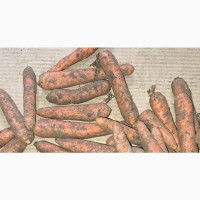 Морква, картопля, капуста, буряк на переробку 2-й ґат