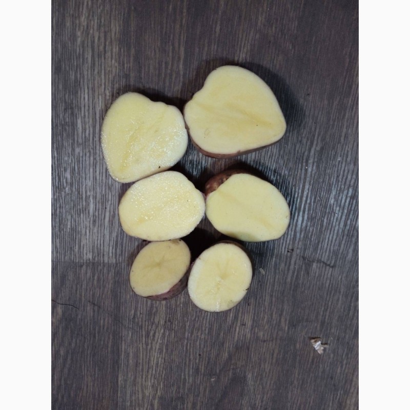 Фото 5. Картопля
