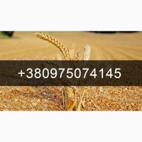 Куплю Пшеницю врожай 2023